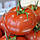 Насіння томату Беріл F1 (Beril F1) 1000н., фото 6