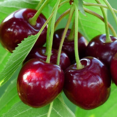 

Вишня Зустріч