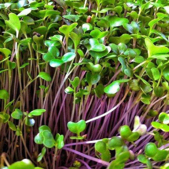 

Семена кольраби голубой для выращивания микрозелени 100г