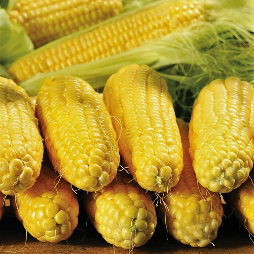 

Кукуруза СПИРИТ F1 Syngenta 1 кг