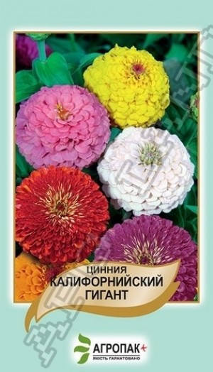 

Семена Цинния (майоры) изящная Калифорнийский Гигант Смесь 0,5 грамма Legutko Агропак, Разные цвета