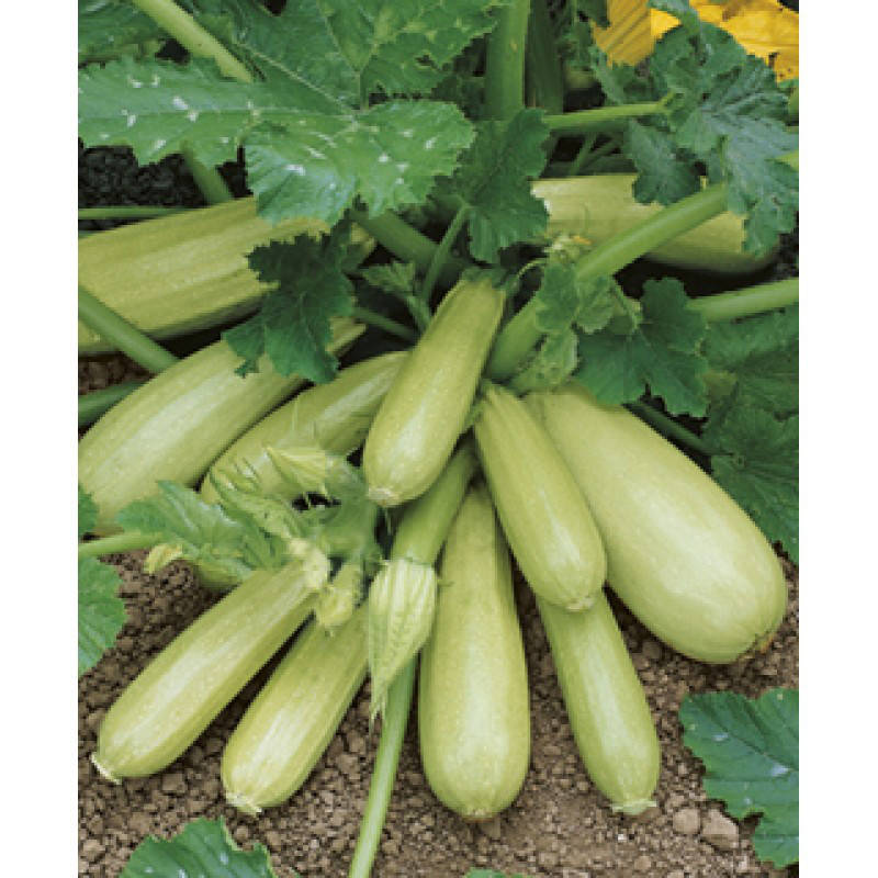 

Семена кабачка Кавили F1 (1000 сем.) Nunhems