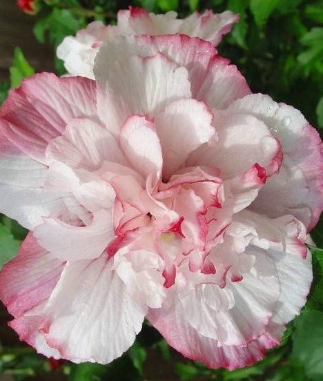 

Гибискус сирийский махровый Даника \ Hibiscus syriacus Danica ( саженцы 2 года)