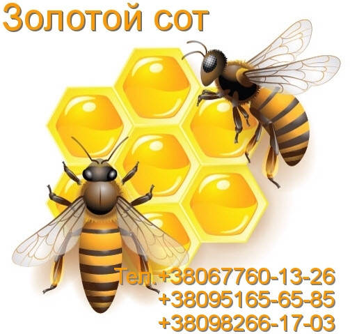 

Мед в сотах (акация)