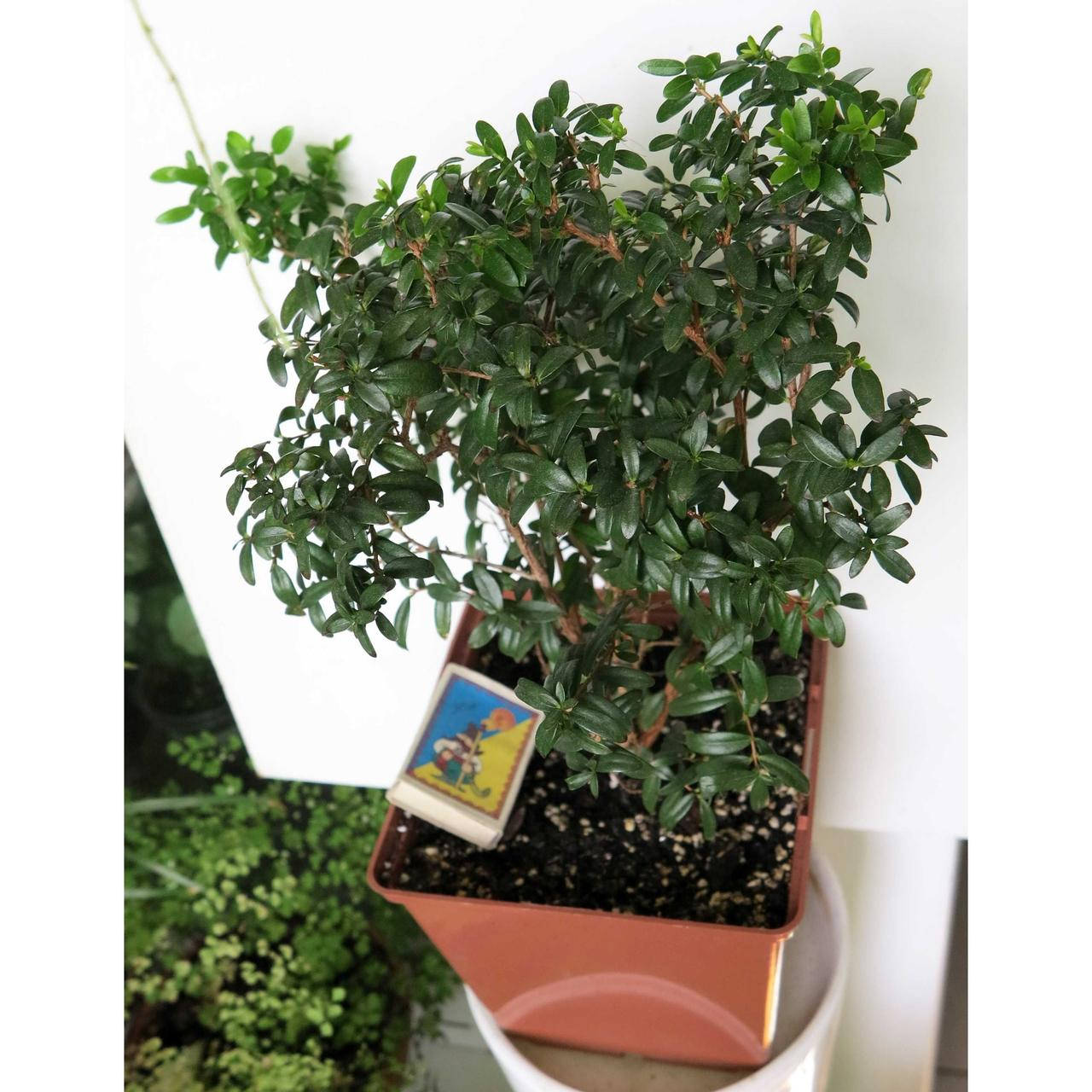 

Мирт MYRTUS COMMUNIS SUBSP TARENTINA с1