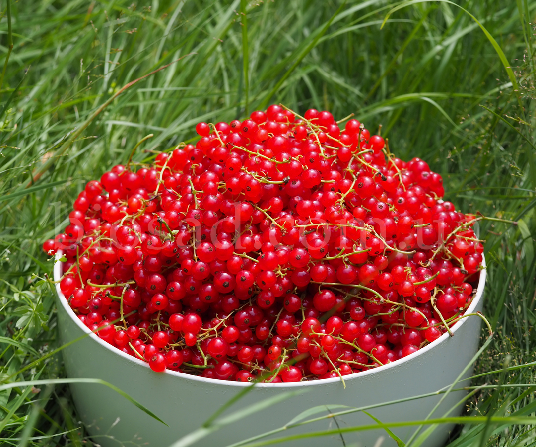 

Красная смородина Сахарная (самая сладкая), средне-поздний сорт