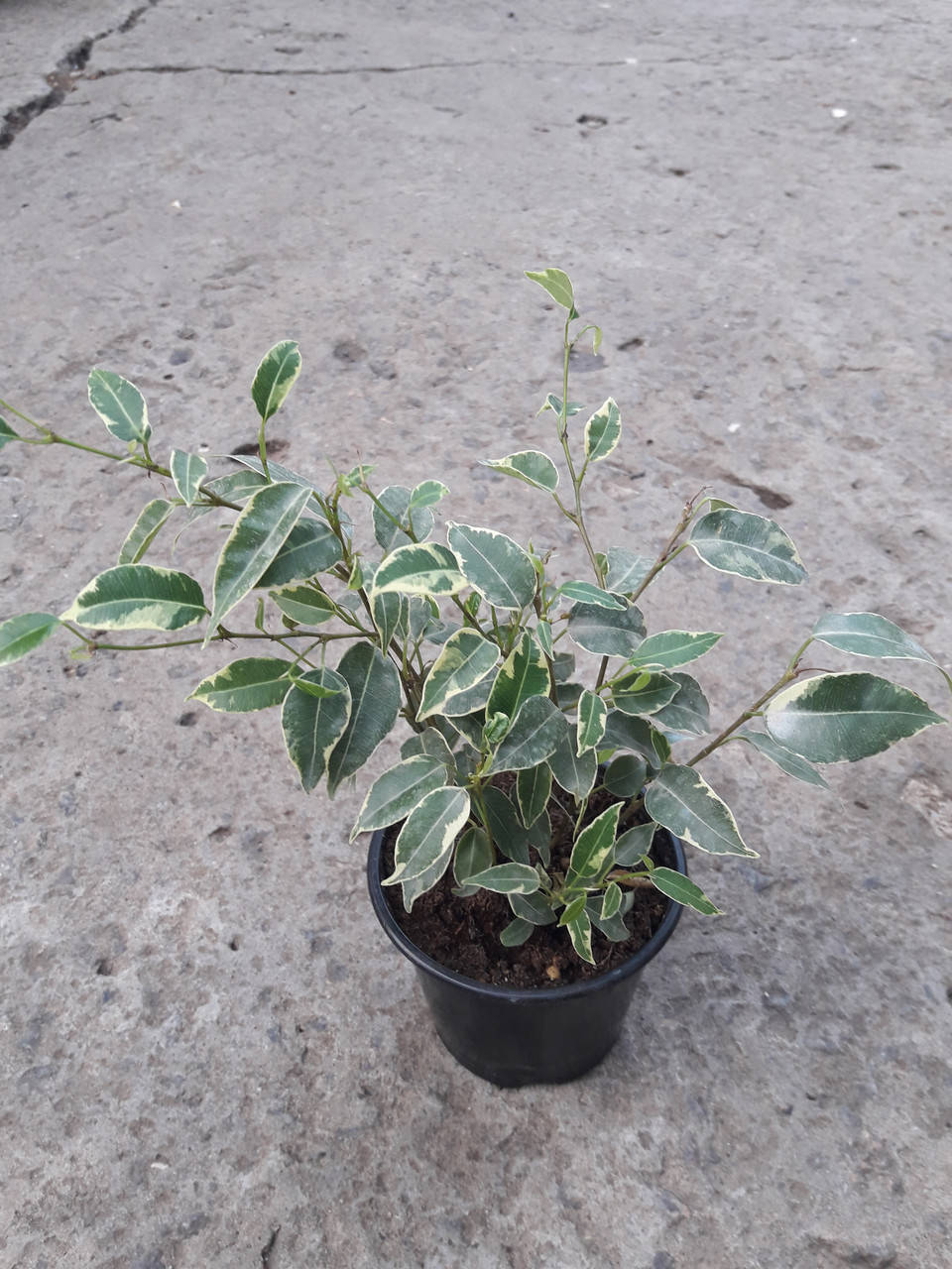 

Фикуса Бенджамина Кинки (Ficus Kinky)