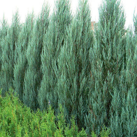 

Можжевельник скальный Блю Арроу, Juniperus scopulorum Blue Arrow