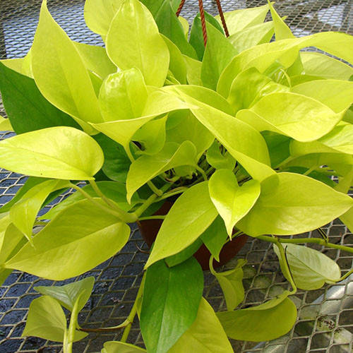 

Сциндапсус неон, Scindapsus, Epipremnum aureum Neon, Светло-салатовый