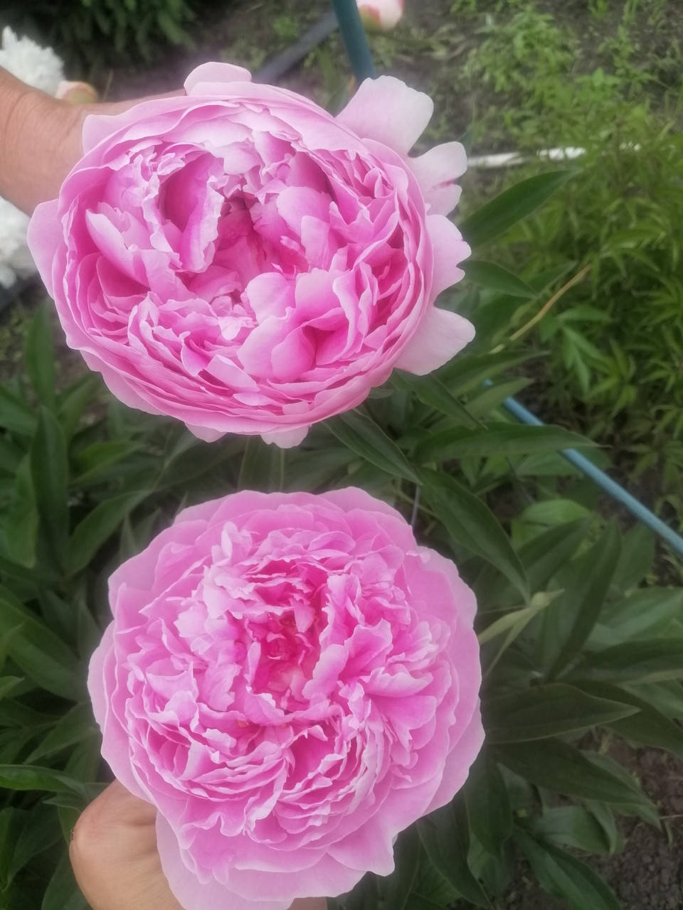 

Пион Sarah Bernhardt (Сара Бернар)