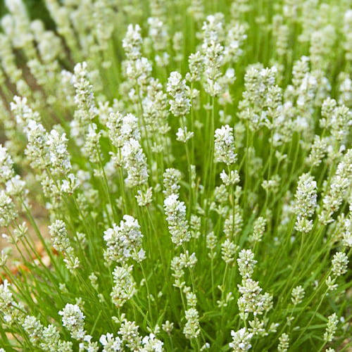 

Лаванда Hidcote White (саженцы)