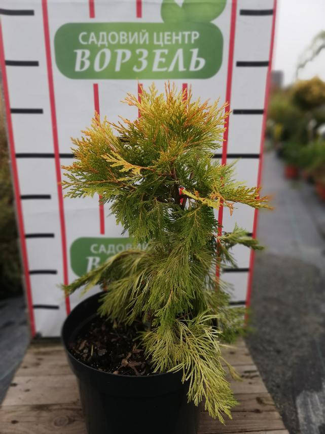 

Калоцедрус Берріма Голд/Calocedrus dec. 'Berrima Gold' С10 /Н 40-50