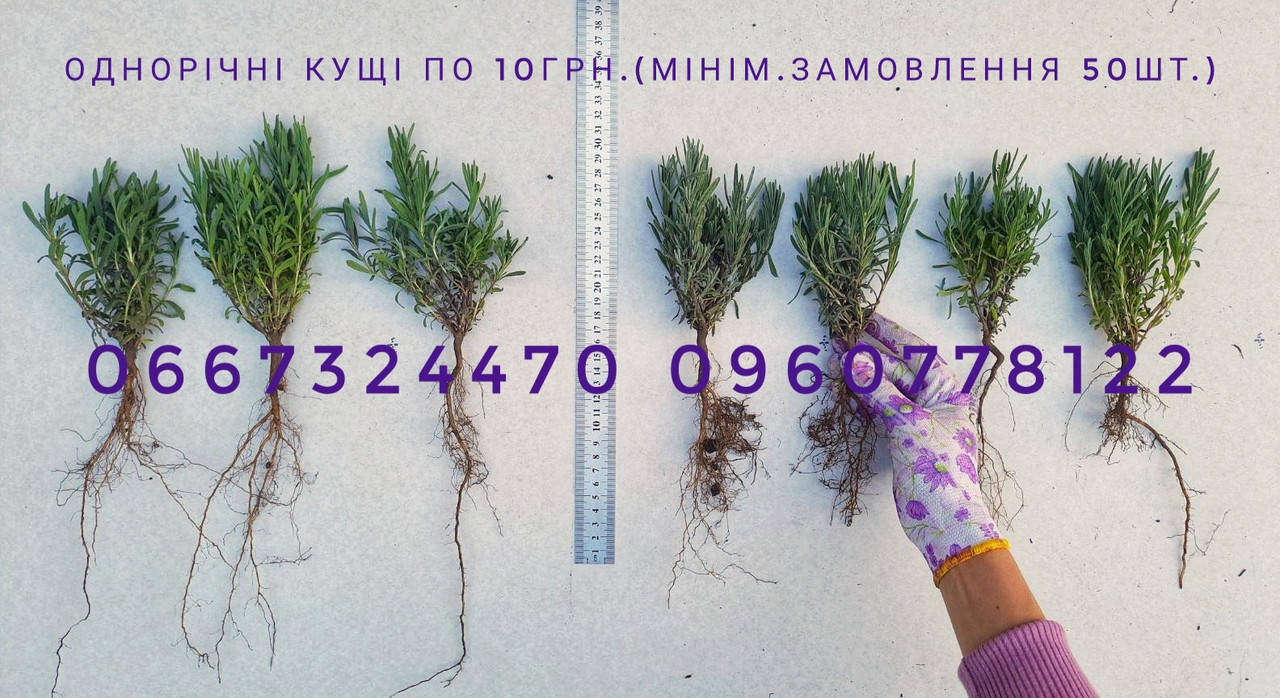 

Саженцы лаванды lavandula angustifolia