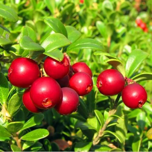 

Саженец брусники КОРАЛЛ (Coralle) - средний, 1-летний