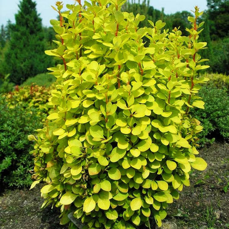

Барбарис тунберга Мария / С3 / Berberis thunbergii Maria