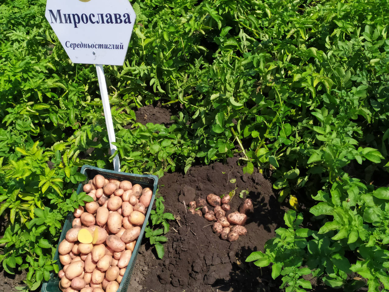 

Картофель семенной Мирослава элита від 3 кг