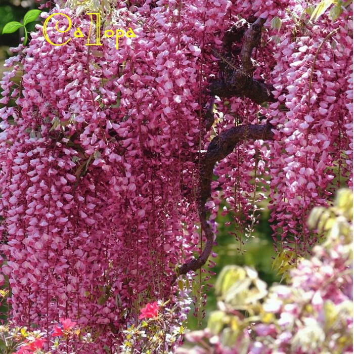

Глициния Пинк Блумс (Bink blooms)