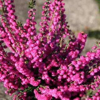 

Вереск Ред стар, Calluna