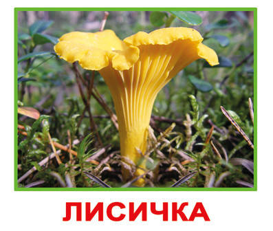 

«Грибы» МИНИ 20 Карточки Домана
