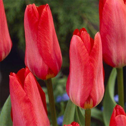 

Тюльпан Rose Emperor (луковицы) 3 шт