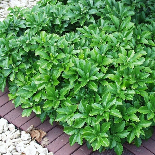 

Саженец Пахизандра верховая Green Carpet 0,5 л