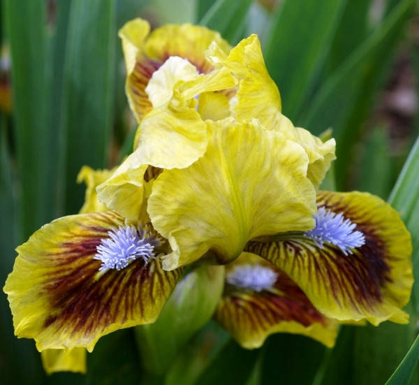 

Ирис Карликовый Jollience