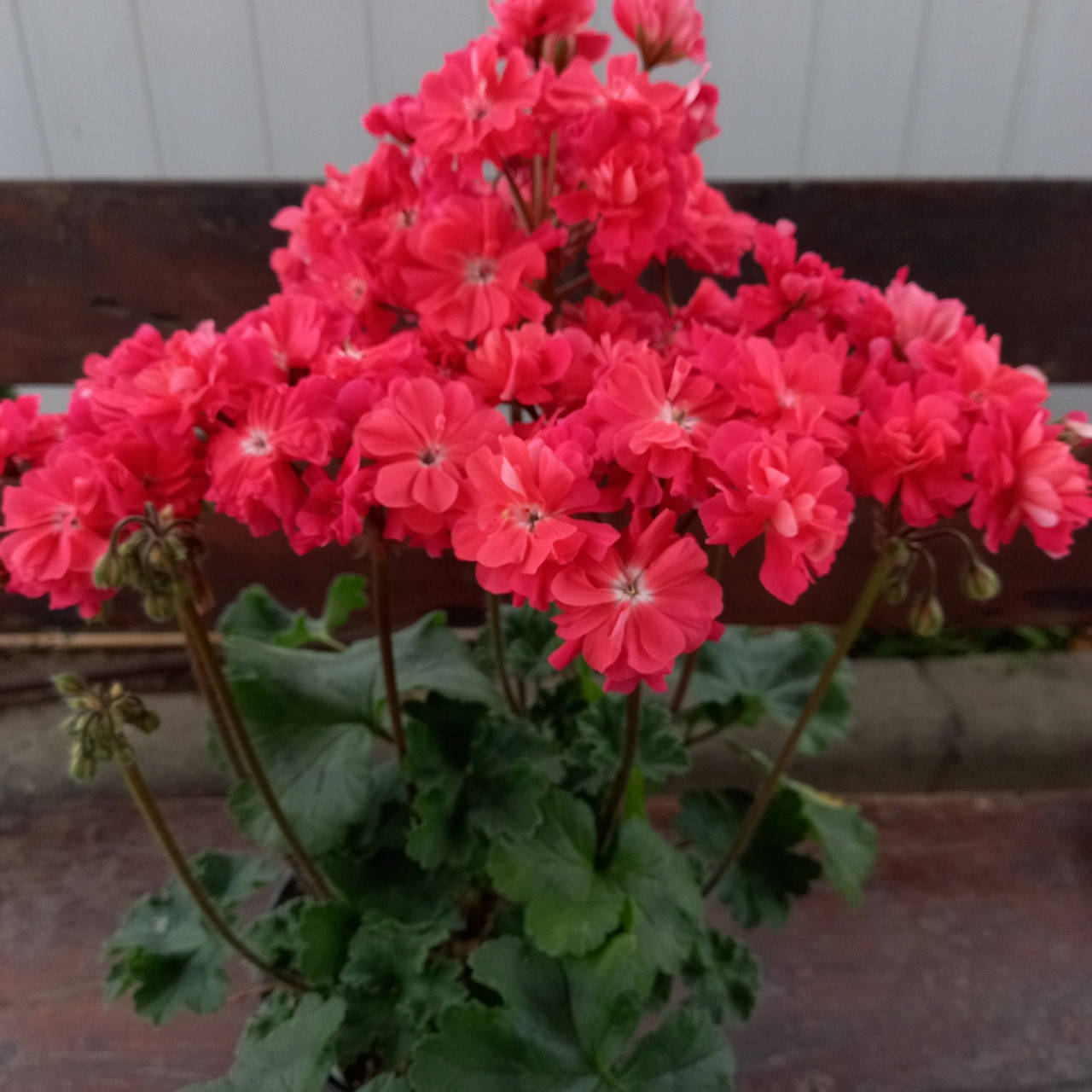 

Пеларгония "Pelargongaragets Zonartic Rosi" (№166)