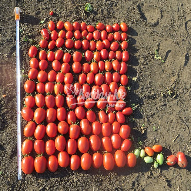 

Семена томата Дино F1 \ Dino F1 1000 семян Clause