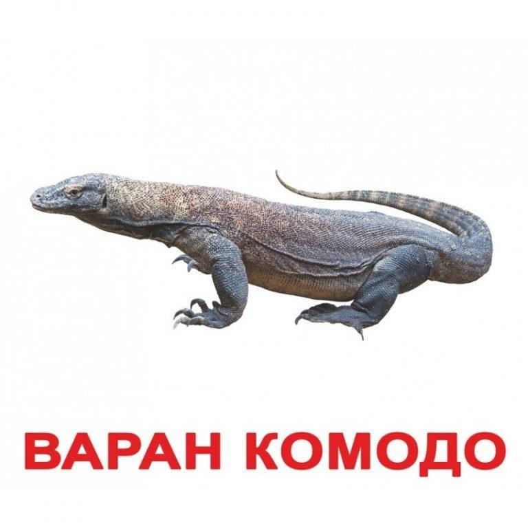 

ЭКЗОТИЧЕСКИЕ ЖИВОТНЫЕ. Карточки Домана. Вундеркинд с пелёнок. Ламинированные