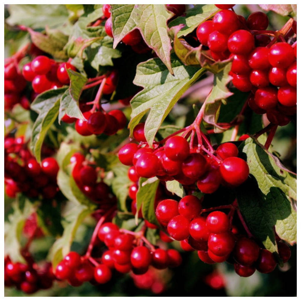 

Калина красная Эликсир