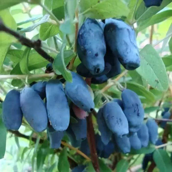 

Саженцы жимолости Амфора - средне-поздняя, крупноплодная, неприхотливая
