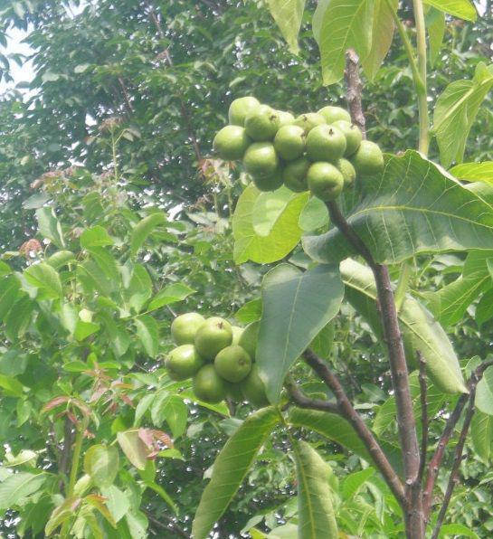 

греческий орех ХАРТЛИ (HARTLEY) 2-х летний