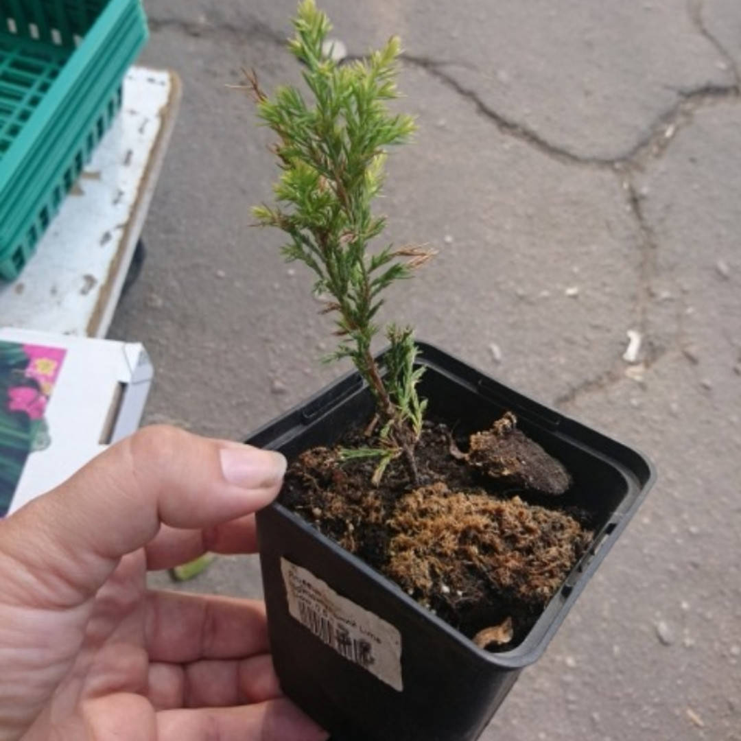 

Можжевельник горизонтальный