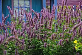 

Лофант Тибетский трава сушеная - 1 кг