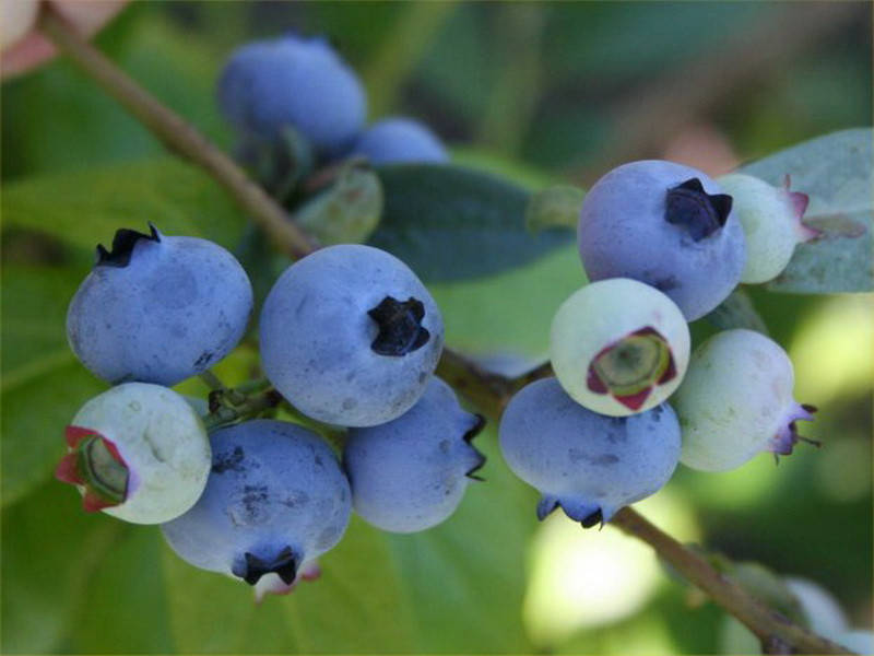 

Голубика "Санрайз" 1-летняя в конт. р9