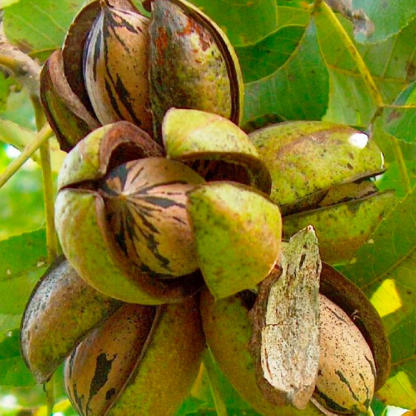 

Саженцы пекана «Kanza» (Канза) - 2-летний