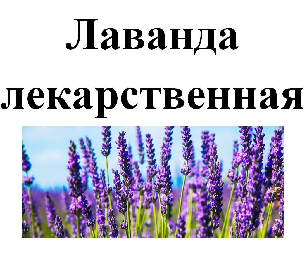 

Лаванда лекарственная цветки, 30 грамм
