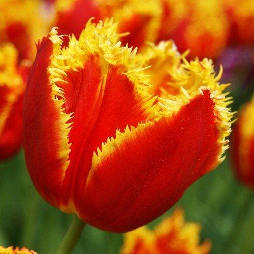 

Тюльпан Davenport (луковицы) 3 шт