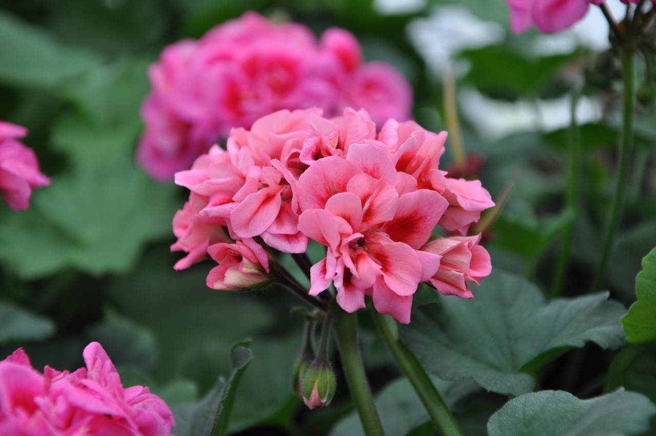 

Пеларгония ЛиА Starry Drops (79c)