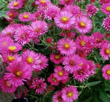 

Астра кустарниковая малиновая