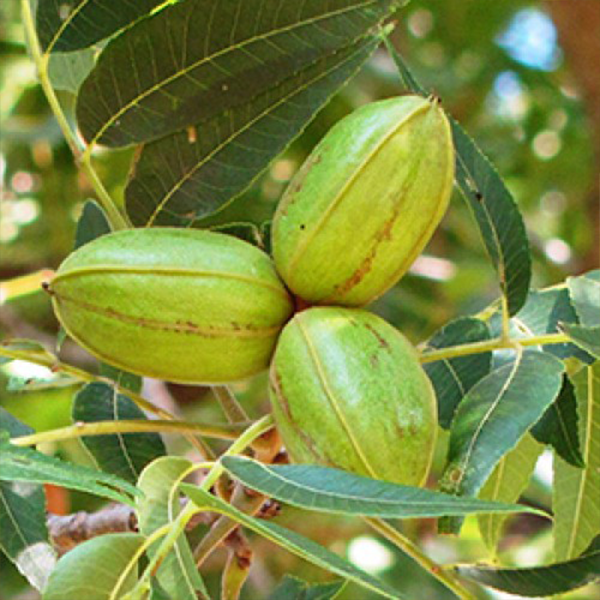 

Саженцы пекана «Apache» (Апаче) - 1-летний