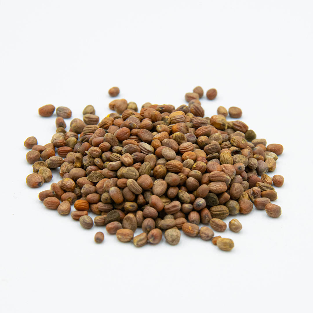 

Семена дайкона (редька) для выращивания микрозелени