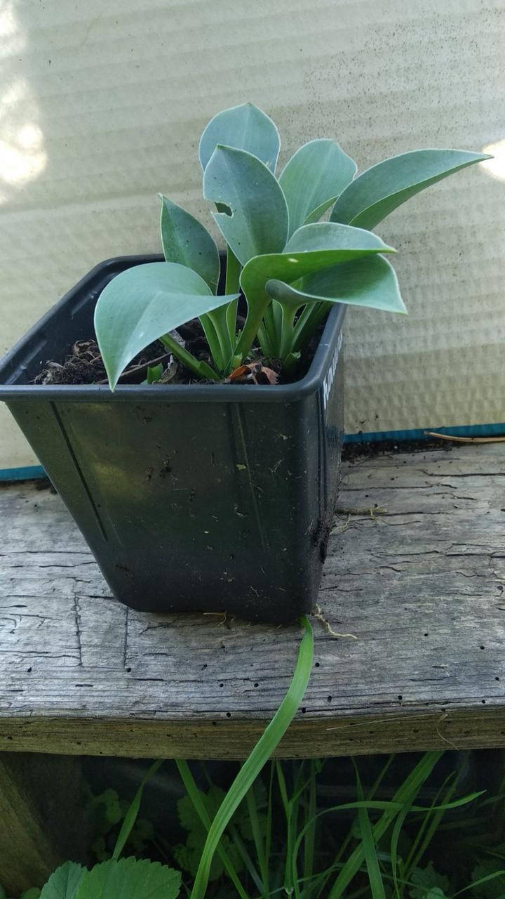 

Хоста гибридная Блу кадет Р9