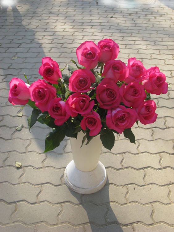 

Роза "Топаз"