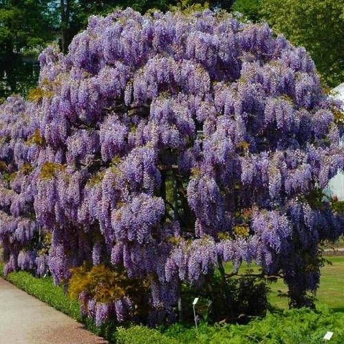 

Вистерия (глициния) Sinensis (саженцы)