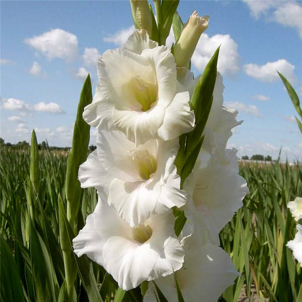 

Луковицы Гладиолус Ocilla