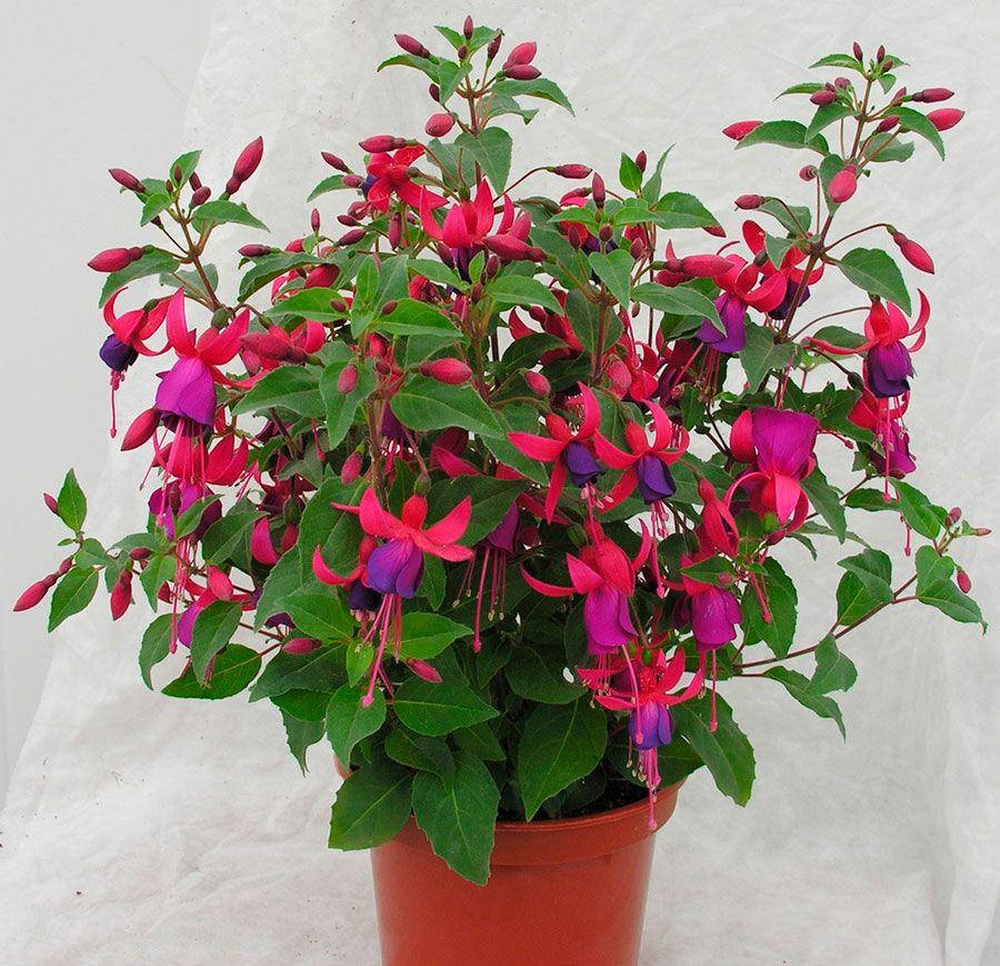 

Фуксія "мікс 5-10 сортів"/Fuchsia, р9 горщик
