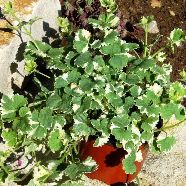 

Будра (глехома) плющелисна VARIEGATA - черенок 2022, Зелёный