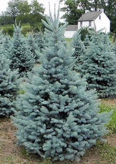 

Ель колючая голубая Фат Альберт \ Picea pungens 'Fat Albert' ( С1.5л) саженцы
