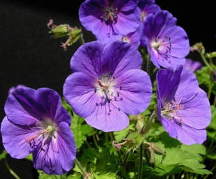 

Герань садовая гималайская Gravetye